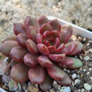 Sedeveria Pink Ruby