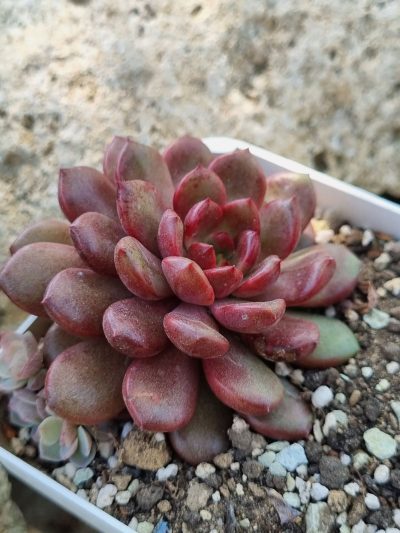 Sedeveria Pink Ruby