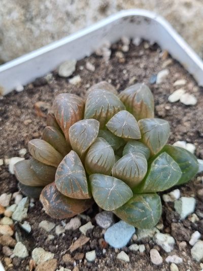 Haworthia cooperi - Зображення 2