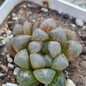 Haworthia cooperi