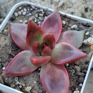 Echeveria agavoides Mars