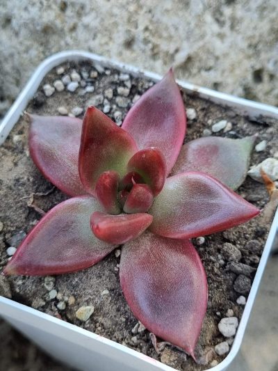 Echeveria agavoides Mars