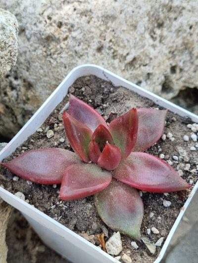Echeveria agavoides Mars - Зображення 2