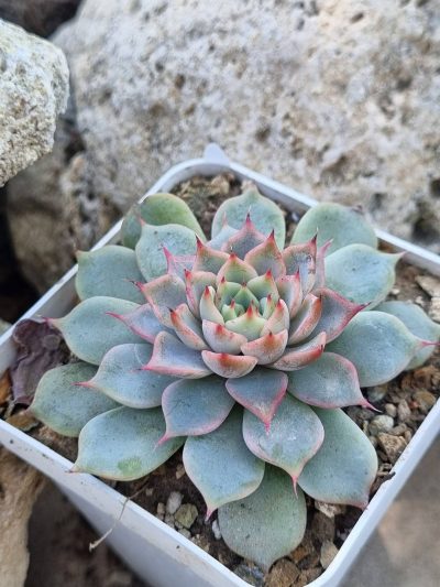 Echeveria Pink Zaragoza - Зображення 2