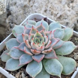 Echeveria Pink Zaragoza