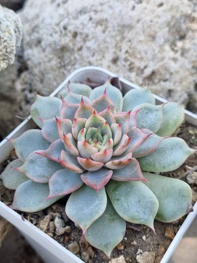 Echeveria Pink Zaragoza