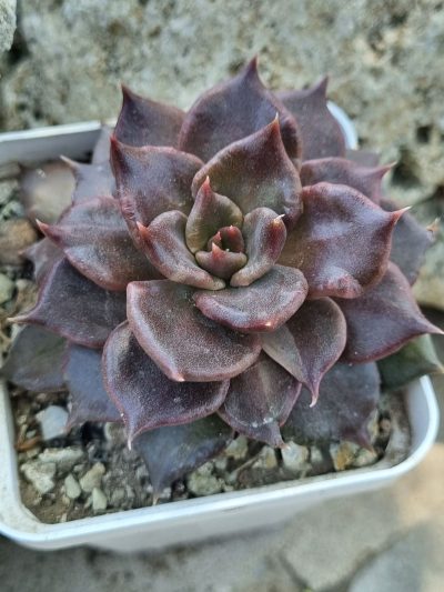 Echeveria Super Bowl - Зображення 3