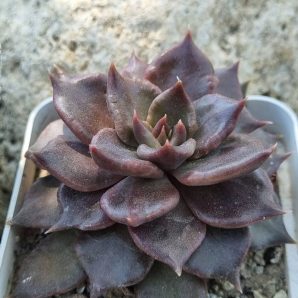 Echeveria Super Bowl