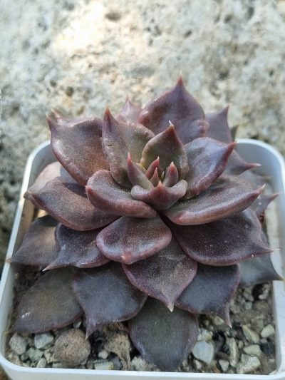 Echeveria Super Bowl