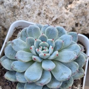 Echeveria Viant