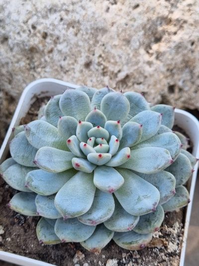 Echeveria Viant