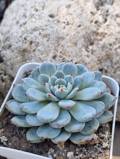 Echeveria Viant - Зображення 2