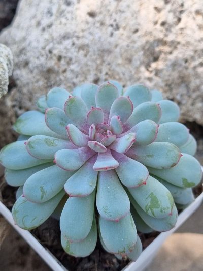Echeveria Star Orange - Зображення 2