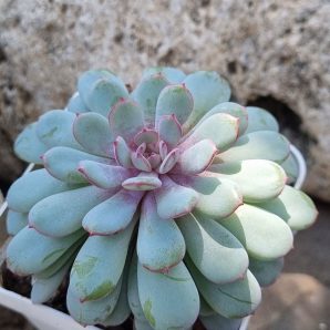 Echeveria Star Orange
