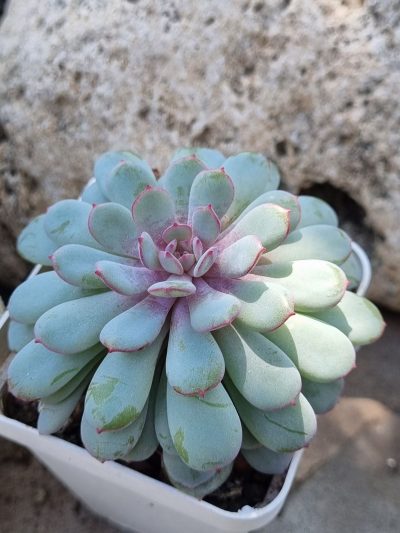 Echeveria Star Orange