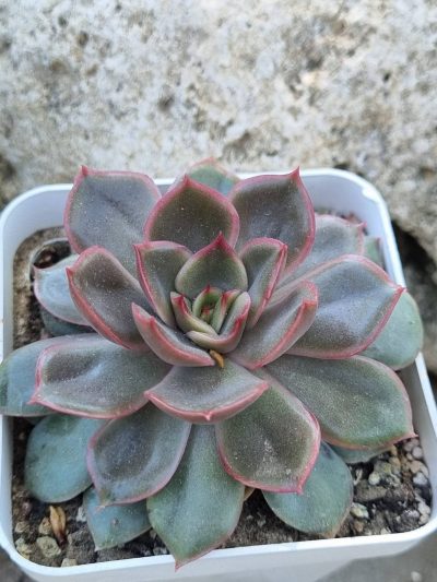 Echeveria Lotus - Зображення 2