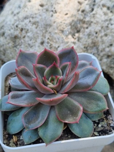 Echeveria Lotus