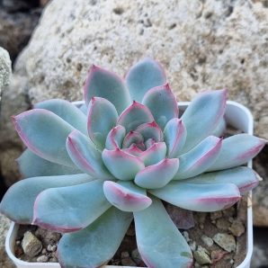 Echeveria Pink Line