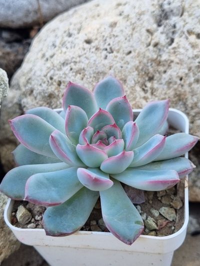 Echeveria Pink Line