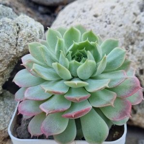Echeveria Red Hole