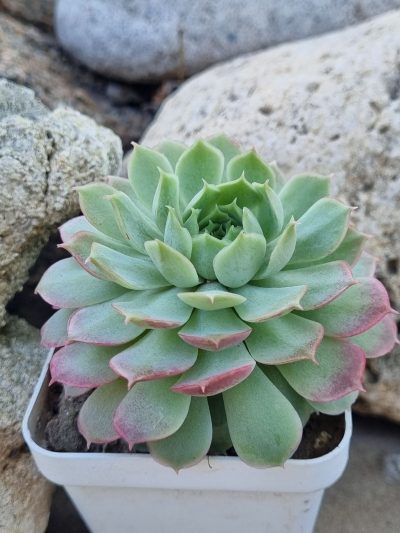 Echeveria Red Hole
