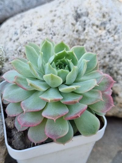 Echeveria Red Hole - Зображення 2