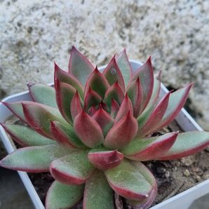 Echeveria agavoides Christmas