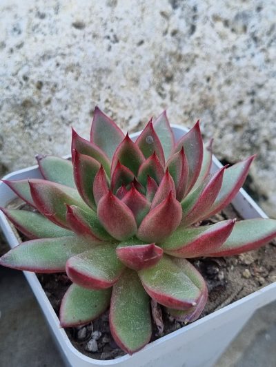 Echeveria agavoides Christmas