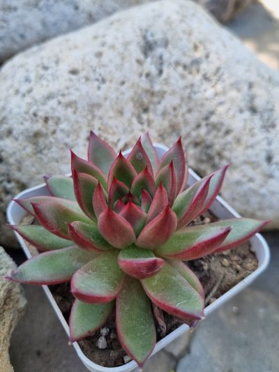 Echeveria agavoides Christmas - Зображення 4