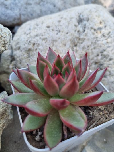 Echeveria agavoides Christmas - Зображення 3