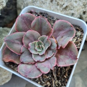 Echeveria Red Prince