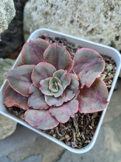 Echeveria Red Prince