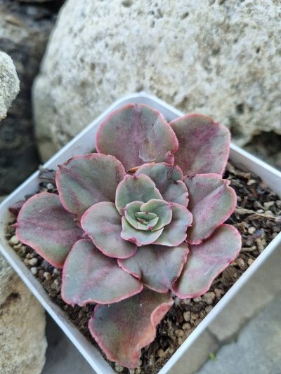 Echeveria Red Prince - Зображення 2