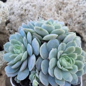 Echeveria Snow Ball