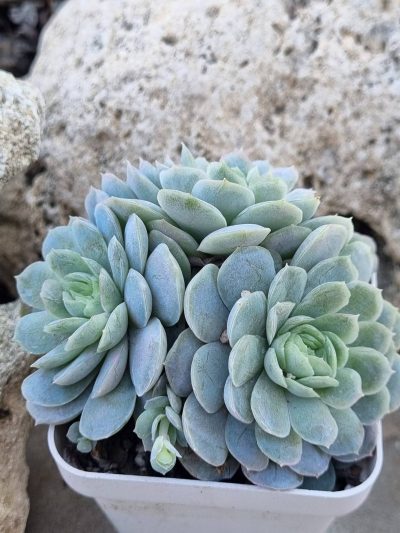 Echeveria Snow Ball