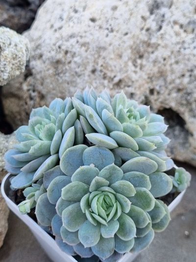 Echeveria Snow Ball - Зображення 2