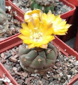 Weingarthia kargliana VS394 -rare- seeds-насіння-