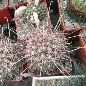 Ferocactus hamatacanthus GL150 -MG- cube-7cm-
