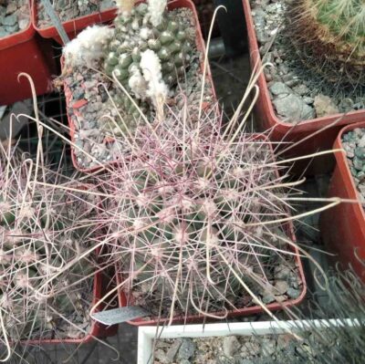 Ferocactus hamatacanthus GL150 -MG- cube-7cm-