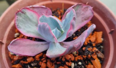 Echeveria "Flying Cloud" var. - Зображення 2
