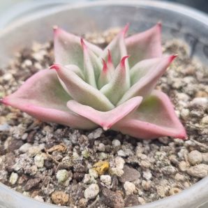 Echeveria "Jade Star" var.