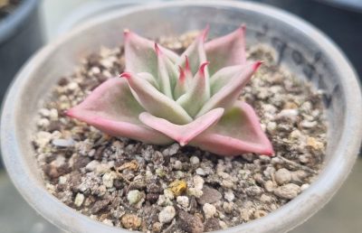 Echeveria "Jade Star" var.