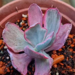 Echeveria "Flying Cloud" var.