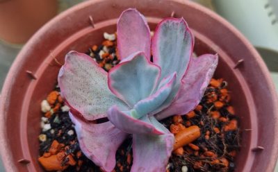 Echeveria "Flying Cloud" var.