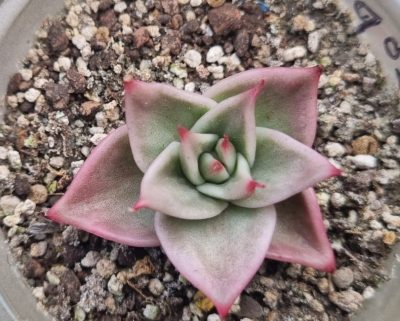 Echeveria "Jade Star" var. - Зображення 2