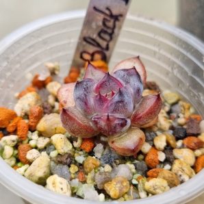 Echeveria "BLACK PEARL"
