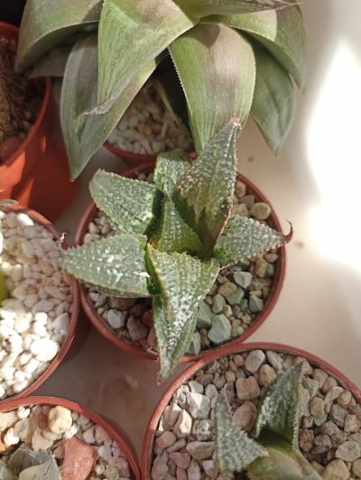 Haworthia Badia Yuzuki - Зображення 2