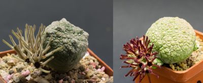 Насіння Pseudolithos cubiformis Х cubiformis-migiurtinus