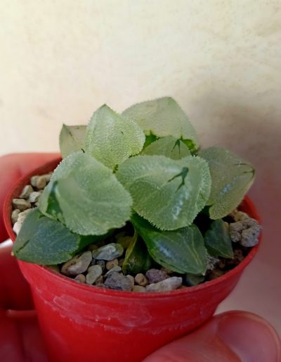 Haworthia Ice Phoenix Jade