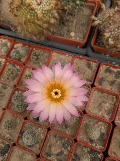 Notocactus rutilans - Зображення 2